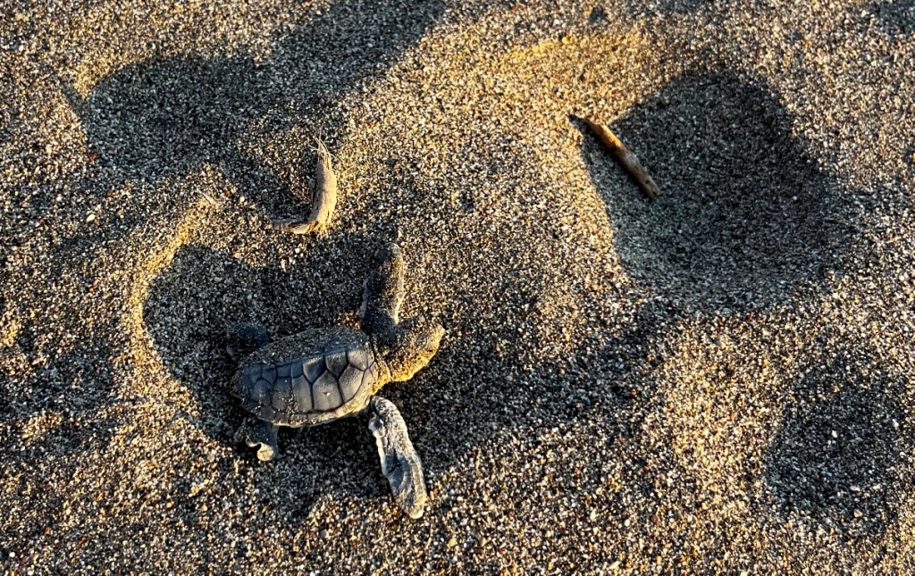 Ιστορική ανακάλυψη φωλιάς πράσινης θαλάσσιας χελώνας στη Ρόδο!