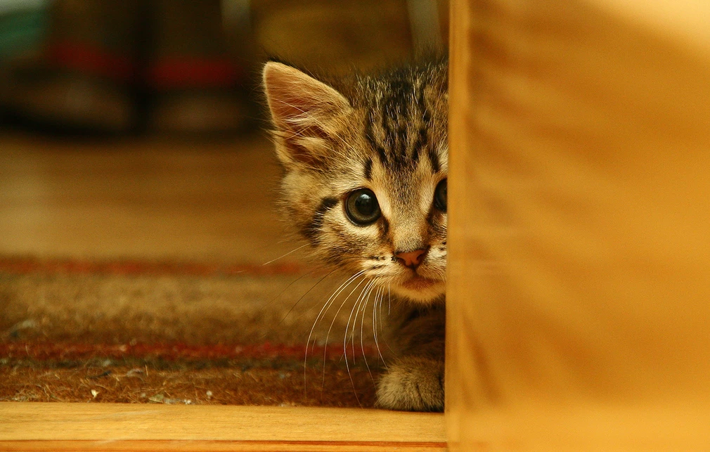 Pet series: Πόσα κιλά πρέπει να έχει η γάτα σας