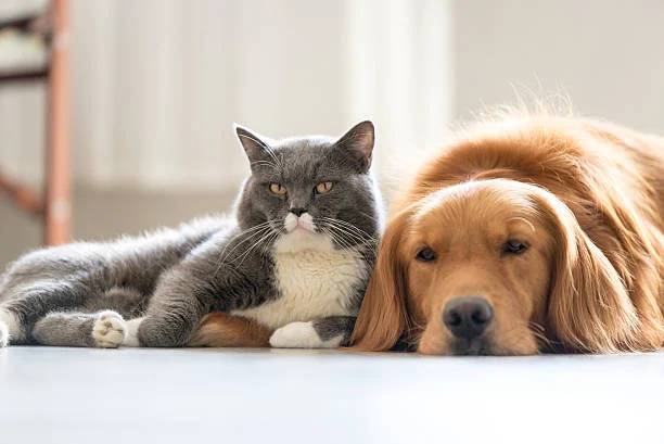 Pet series: Όσα δε γνωρίζεις για τους ψύλλους στα κατοικίδια