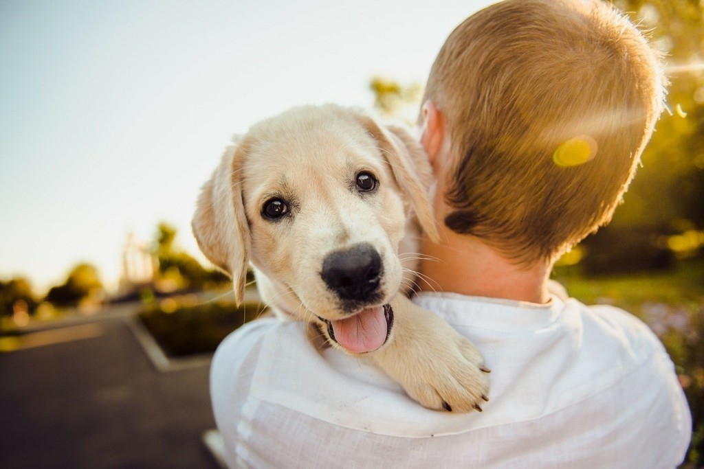 Pet series: Τι νιώθει ο σκύλος σας όταν τον μαλώνετε