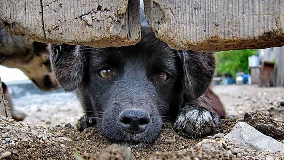 Pet series: Πώς θα καταλάβετε ότι το κατοικίδιό σας πονάει