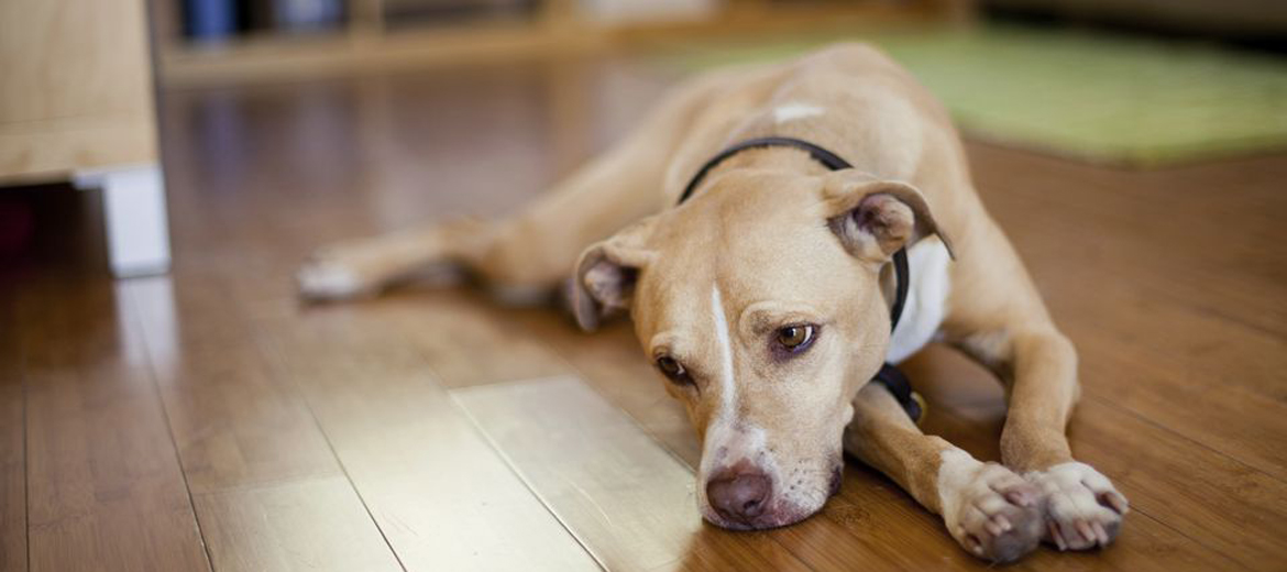 Pet series: Από τι προκαλούνται τα αέρια σκύλου;