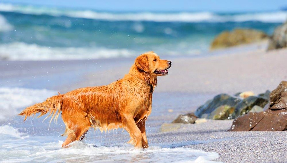 Pet series: Ιδέες για καλοκαιρινά δροσιστικά σνακ για τον σκύλο σας