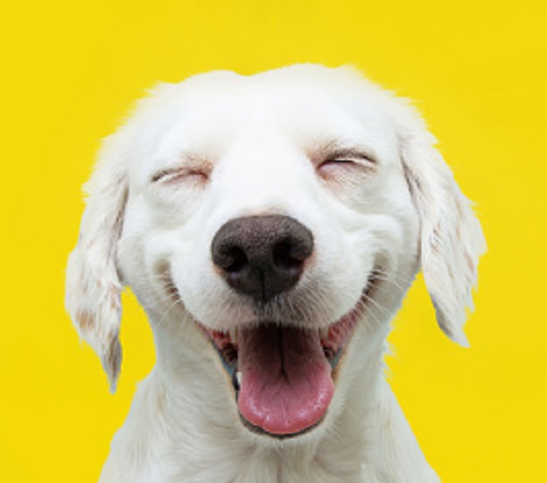 Pet series: Τι πρέπει να κάνετε για να προστατέψετε την υγιεινή των δοντιών του κατοικιδίου σας