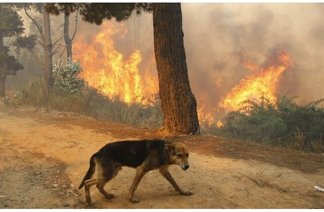 Οι κινήσεις που μπορεί να σώσουν τον σκύλο από τη φωτιά