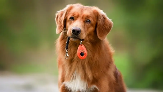 Pet series: Πώς να κάνετε τη μετάβαση από την πάνα στην βόλτα!