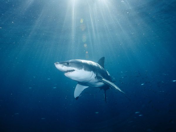 Pet series: Όλα όσα θέλετε να μάθετε για τους καρχαρίες