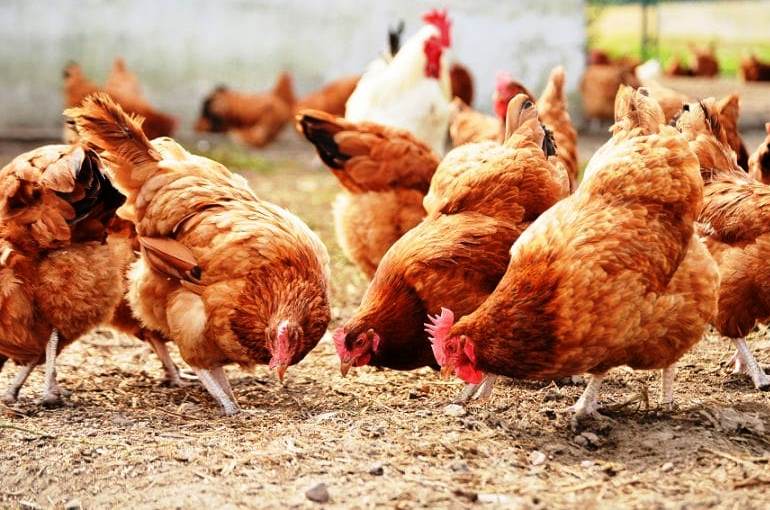 Pet series: Απίστευτα πράγματα που δε γνωρίζαμε για τις κότες και τους κόκορες