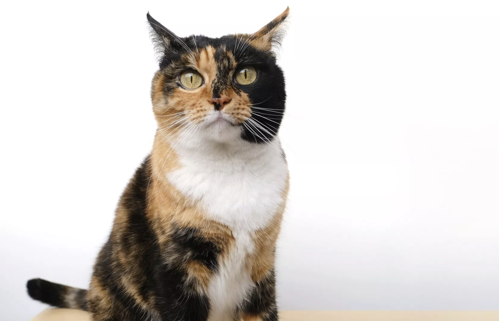 Pet series: Όσα πρέπει να γνωρίζεις για τη γάτα με τα δύο πρόσωπα