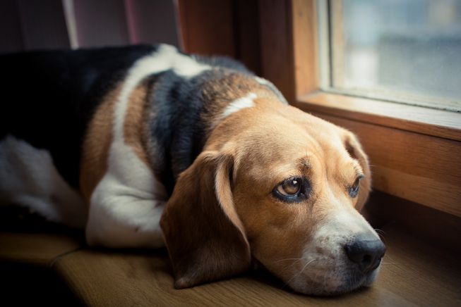 Pet series: Αυτά βλέπουν οι σκύλοι στο σκοτάδι