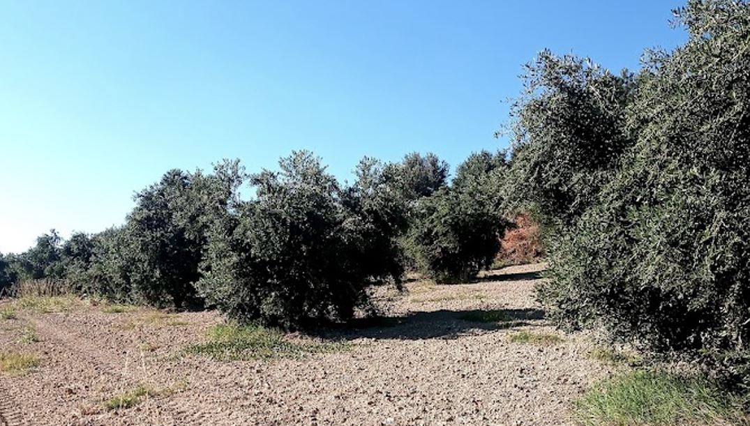 Κρήτη: Μυκητολογικές προσβολές σε πολλούς ελαιώνες – Συστάσεις από την Περιφέρεια, συνεργασία με το ΕΛΜΕΠΑ