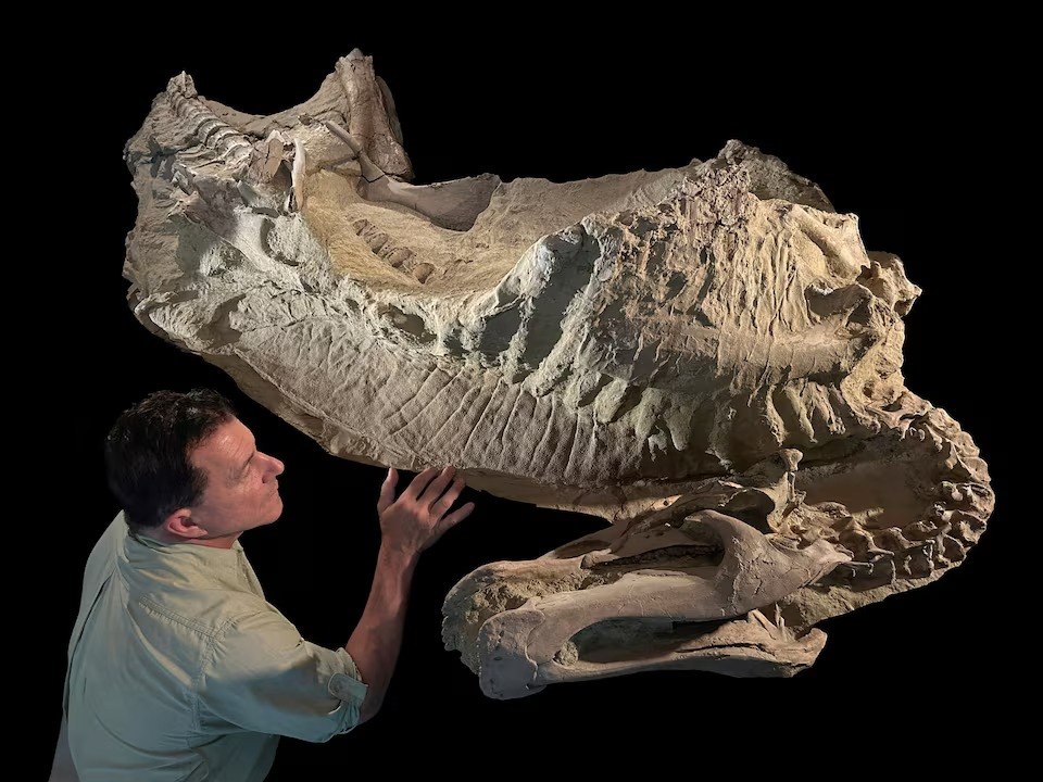 Απολιθώματα αποκαλύπτουν ότι ορισμένοι δεινόσαυροι είχαν οπλές Απολιθώματα αποκαλύπτουν ότι ορισμένοι δεινόσαυροι είχαν οπλές