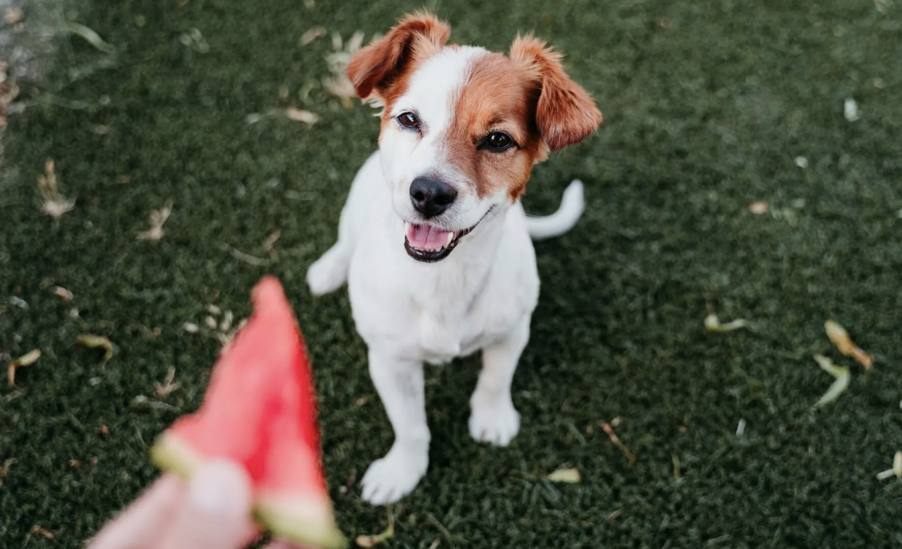Pet series: Αυτή είναι η λιχουδιά που ξετρελαίνει τους σκύλους Pet series: Αυτή είναι η λιχουδιά που ξετρελαίνει τους σκύλους