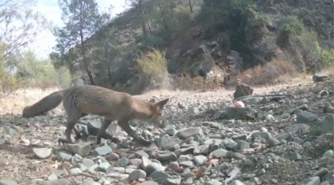 Πρωτοφανές βίντεο: Οχιές εμποδίζουν μια αλεπού να πιει νερό