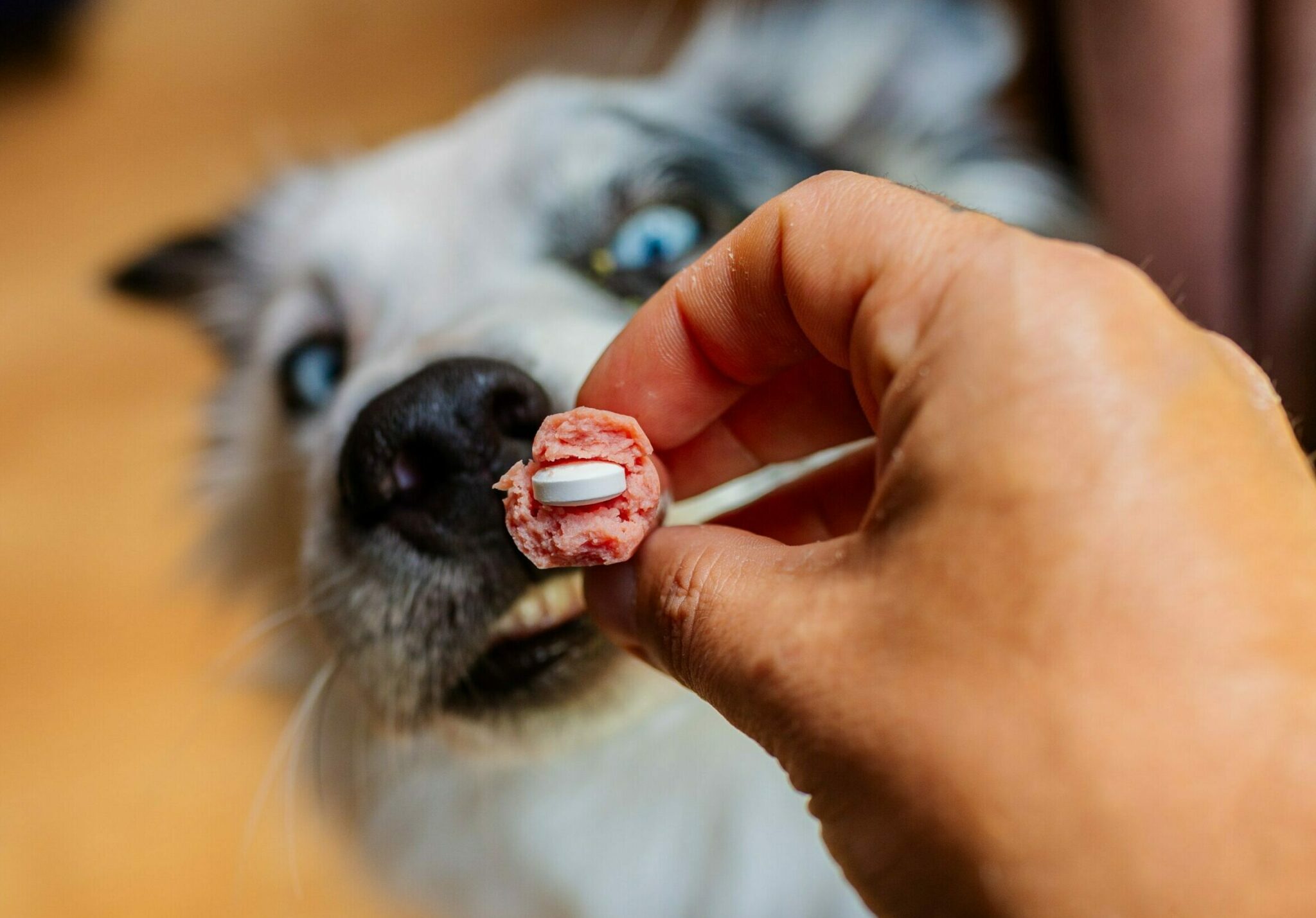 Pet Series: Πώς θα δώσετε στον σκύλο σας ένα χάπι – Οι ιδανικές λιχουδιές για να το κρύψετε