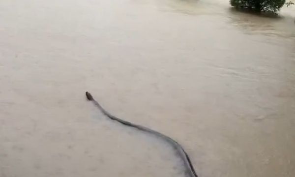 Τρομακτική στιγμή στην Ταϊλάνδη: Τεράστιο φίδι κολυμπούσε σε πλημμυρισμένο δρόμο (βίντεο)