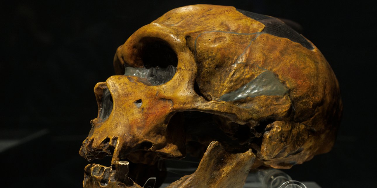 Πώς ανέπνεαν οι Νεάντερταλ; Ο σκελετός του «Ανθρώπου του Αλταμούρα» αποκαλύπτει τα μυστικά της μύτης τους