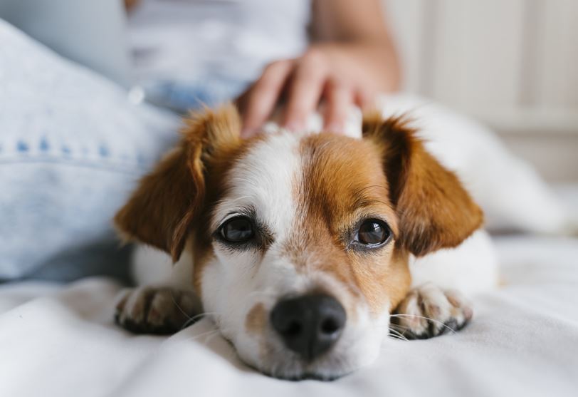 Πώς θα καταλάβετε αν τα νύχια του σκύλου σας δεν είναι υγιή