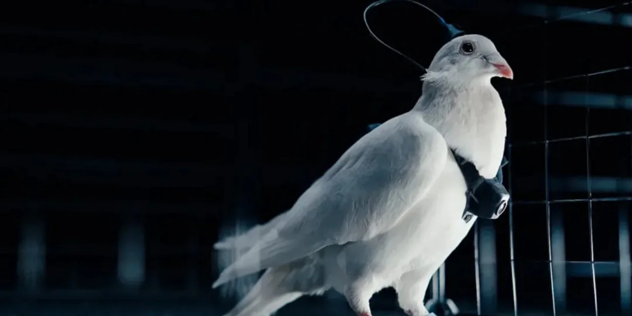 Ρωσία: Αποκτά φτερωτούς κατάσκοπους – Εταιρία εκπαιδεύει περιστέρια με εγκεφαλικά εμφυτεύματα