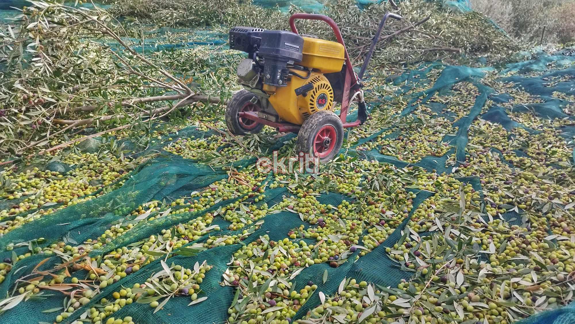 Κρήτη: Ξεκίνησαν την δράση τους στα λιόφυτα οι “ποντικοί” – Κλέβουν ό,τι βρουν