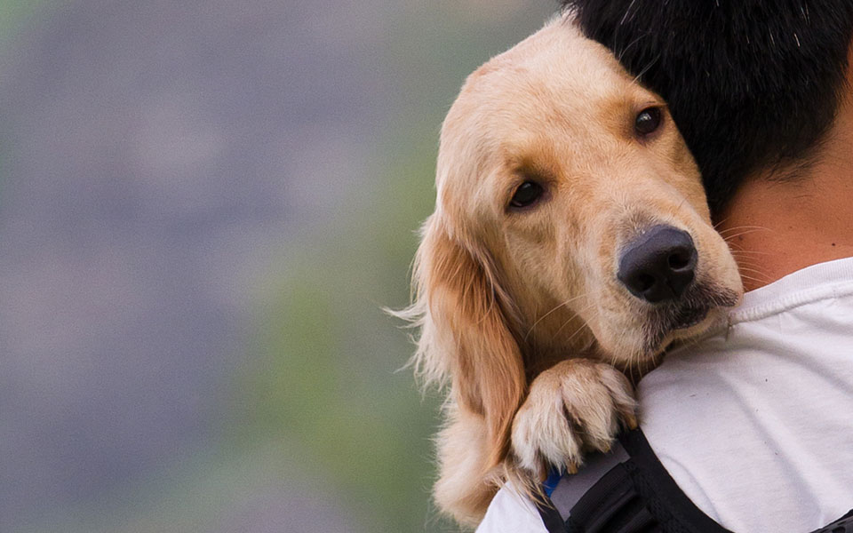 Τελικά τι στεναχωρεί τον σκύλο μας