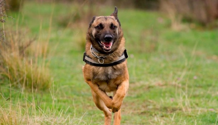 Pet series: Τι σημαίνει η ταχύπνοια στους σκύλους