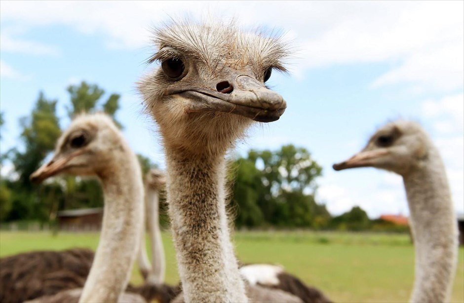 Καναδάς: 300 στρουθοκάμηλοι θα θανατωθούν λόγω έξαρσης της γρίπης των πτηνών