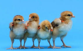 Η ΕΕ δίνει 4 εκατ. σε Ιταλίδα ερευνήτρια για να «μπει στο μυαλό» των κοτόπουλων