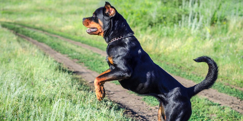 Πότε ένας σκύλος γίνεται επιθετικός και επικίνδυνος -Ειδικός κτηνίατρος και εκπαιδευτής εξηγούν Πότε ένας σκύλος γίνεται επιθετικός και επικίνδυνος -Ειδικός κτηνίατρος και εκπαιδευτής εξηγούν