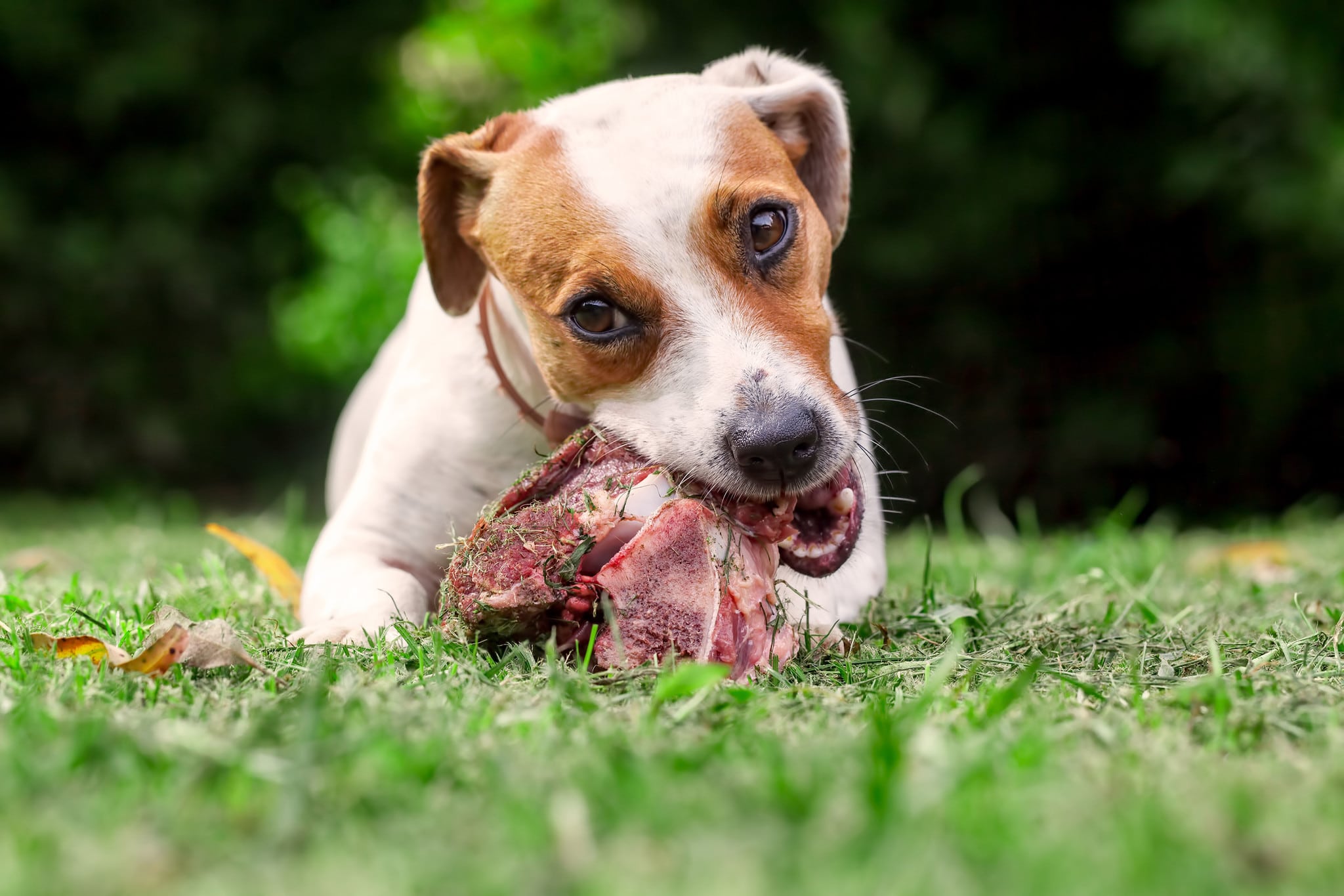 Pet seires: Τι είναι οι φόλες και πώς λειτουργούν