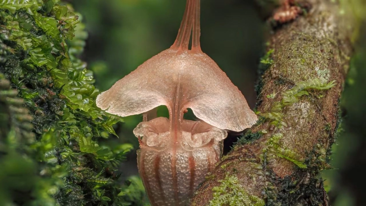 Ανακάλυψαν σπάνιο φανάρι-νεράιδας: «Υπάρχει σε αυτή τη μικρή γωνιά του κόσμου»
