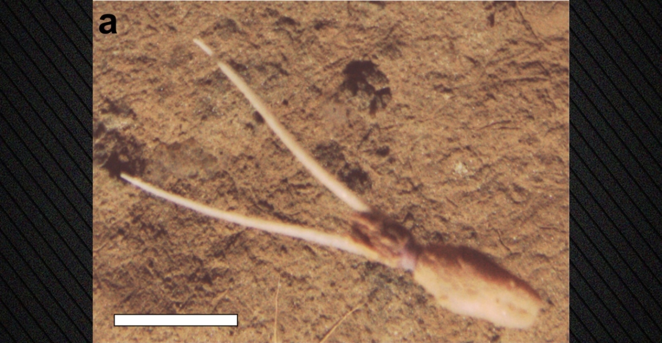 Επιστήμονες εντόπισαν άγνωστο είδος καλαμαριού σε βάθος 4.000 μέτρων στον Ειρηνικό