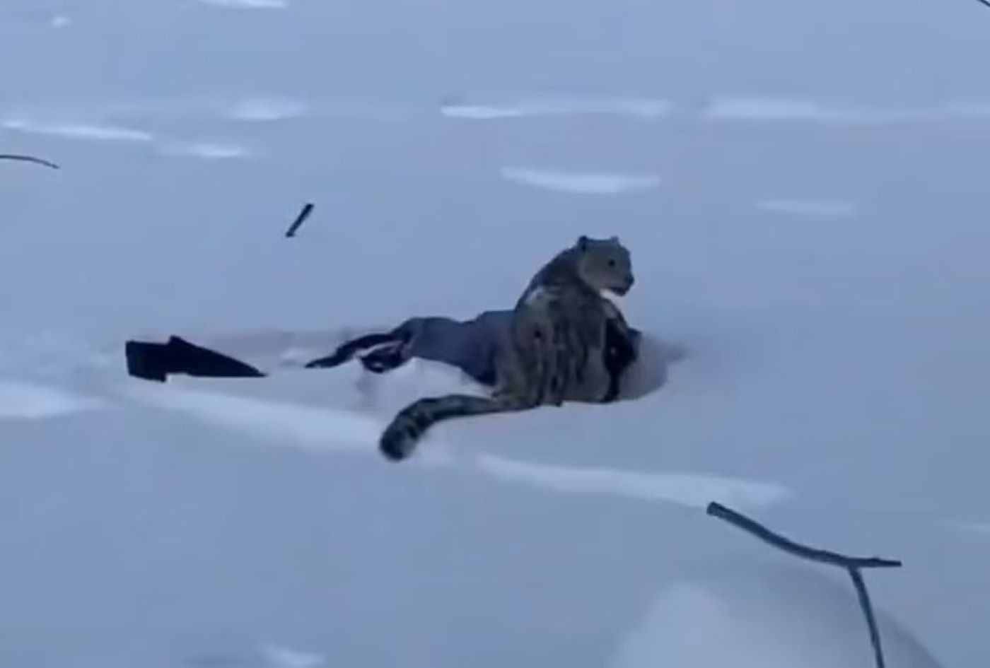 Λεοπάρδαλη του χιονιού επιτέθηκε σε σκιέρ στην Κίνα