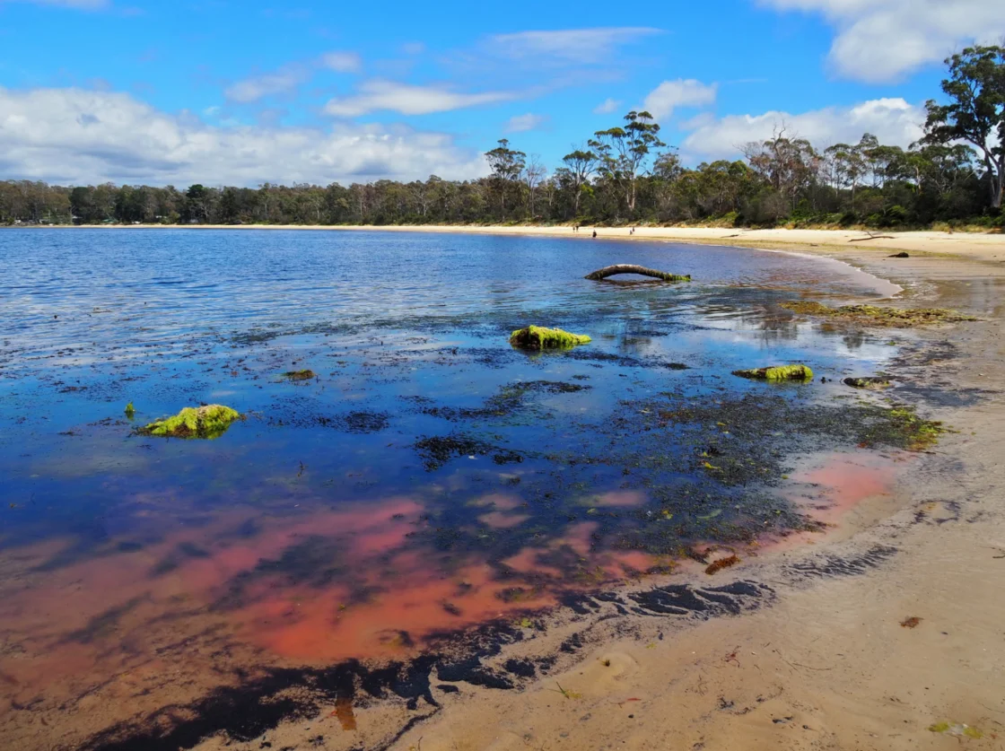 Τασμανία: Ροζ λάσπη σε παραλία προκαλεί ανησυχία