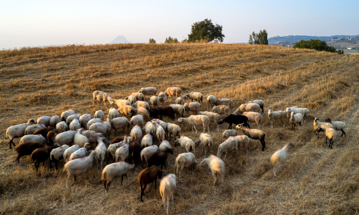 Ξεκινά η ενεργοποίηση ιδιωτών κτηνιάτρων για την αντιμετώπιση της ευλογιάς