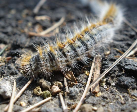 ΝΕΜΕΣΙΣ: Πώς αντιμετωπίζεται η τοξική κάμπια – Λύσεις