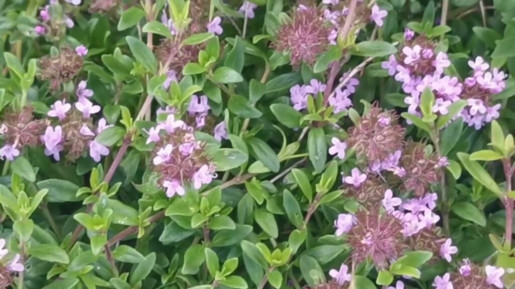 Το φυτό που μοσχοβολάει και κρατάει μακριά τα κουνούπια!