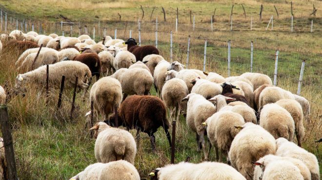 Κρήτη: Συνεχίζονται σε 16 σταθμούς οι απολυμάνσεις για την ευλογιά