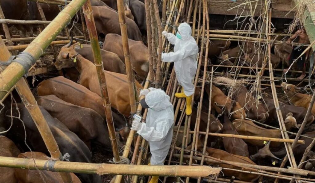 Γεωπόνοι: «Ο αφθώδης πυρετός απειλεί την κτηνοτροφία – Η κυβερνητική ανεπάρκεια σε πλήρη έκθεση»