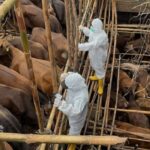 Γεωπόνοι: «Ο αφθώδης πυρετός απειλεί την κτηνοτροφία – Η κυβερνητική ανεπάρκεια σε πλήρη έκθεση»