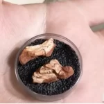 Βραζιλία: Ανακαλύφθηκε το μικρότερο απολίθωμα ρινχοσαύρου στον κόσμο, μήκους 2,5 εκ.