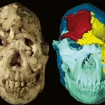 «Little Foot»: Δείτε το πρόσωπο του προγόνου μας μετά από 3,67 εκατομμύρια χρόνια