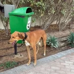 Ντουμπάι: Εργαζόμενοι φεύγουν και εγκαταλείπουν τα κατοικίδιά τους