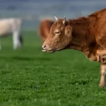 Η φύση ξανά ισορροπεί: Η «αναγέννηση» της ζωής στη λίμνη Κάρλα μετά το πέρασμα του Daniel (εικόνες)