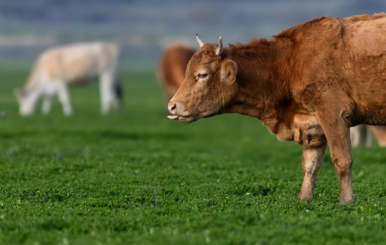 Η φύση ξανά ισορροπεί: Η «αναγέννηση» της ζωής στη λίμνη Κάρλα μετά το πέρασμα του Daniel (εικόνες)