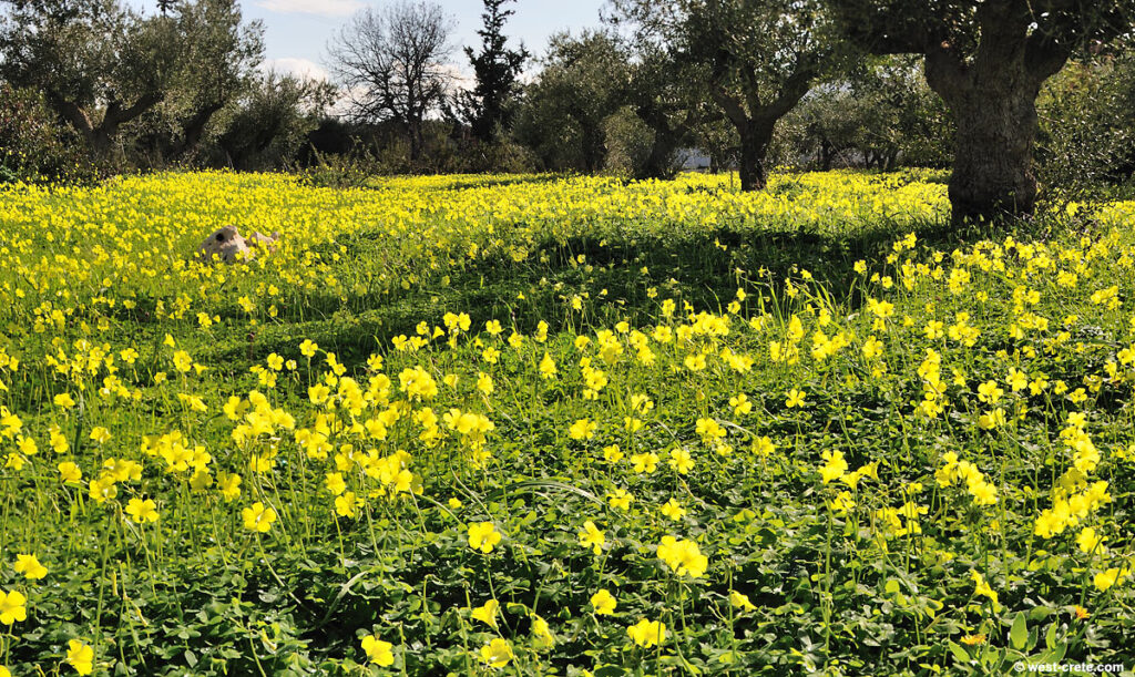 Οξαλίδα στους ελαιώνες: Δεν είναι απλώς ένα “ενοχλητικό ζιζάνιο”