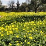 Οξαλίδα στους ελαιώνες: Δεν είναι απλώς ένα “ενοχλητικό ζιζάνιο”