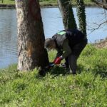 Πέλλα: Εμφανίστηκε το έλκος που ξηραίνει τα πλατάνια