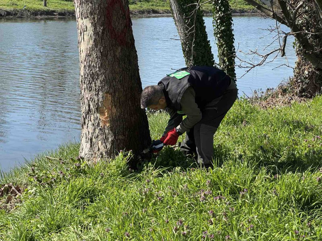 Πέλλα: Εμφανίστηκε το έλκος που ξηραίνει τα πλατάνια