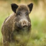 Ανθρωποειδές ρομπότ κυνγηγάει αγριογούρουνα και κάνει θραύση στο διαδίκτυο (βίντεο)